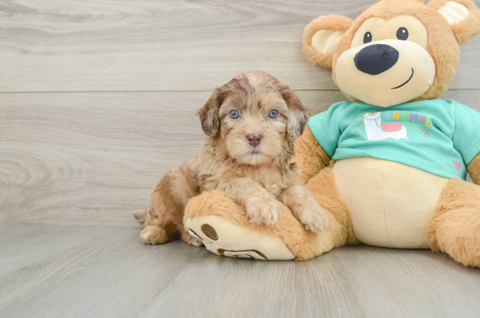6 week old Shih Poo Puppy For Sale - Puppy Love PR