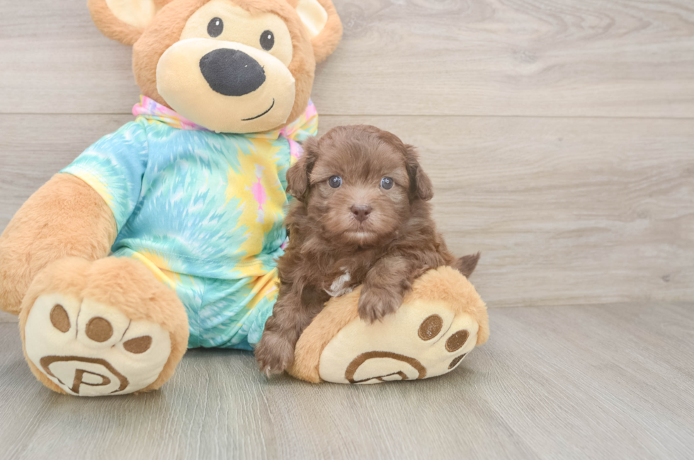 5 week old Shih Poo Puppy For Sale - Puppy Love PR