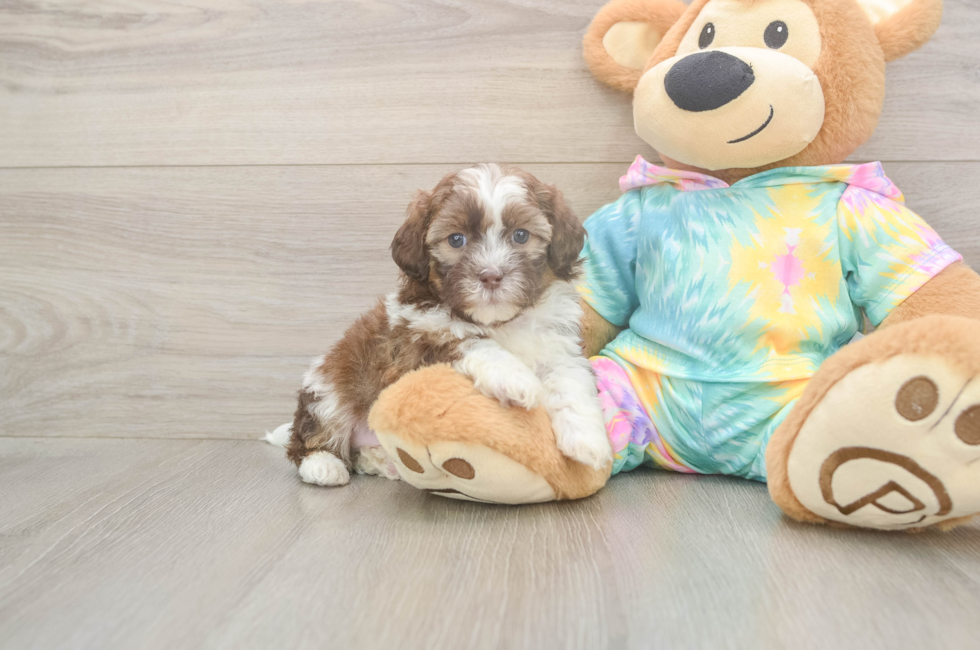 5 week old Shih Poo Puppy For Sale - Puppy Love PR