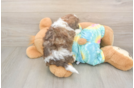 Hypoallergenic Shihpoo Poodle Mix Puppy