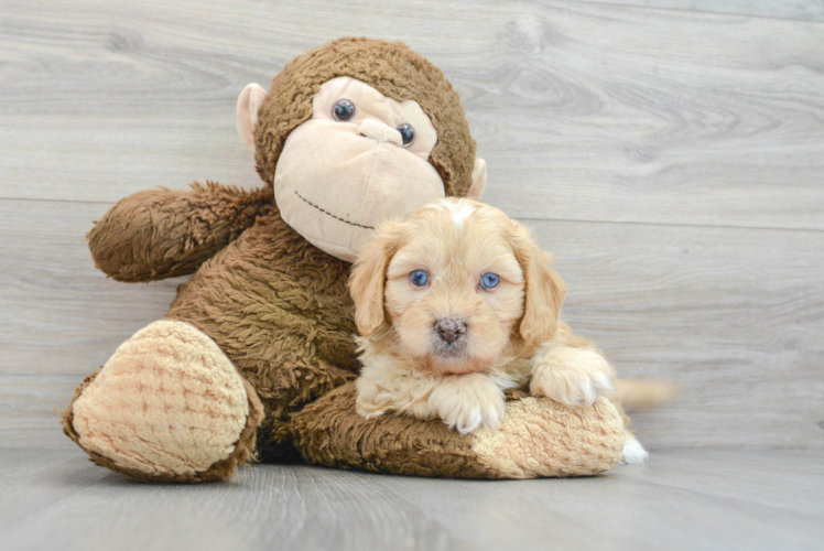 Energetic Shih Poo Poodle Mix Puppy