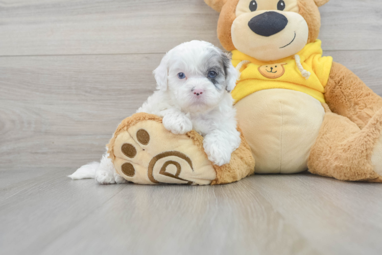 Happy Shih Poo Baby