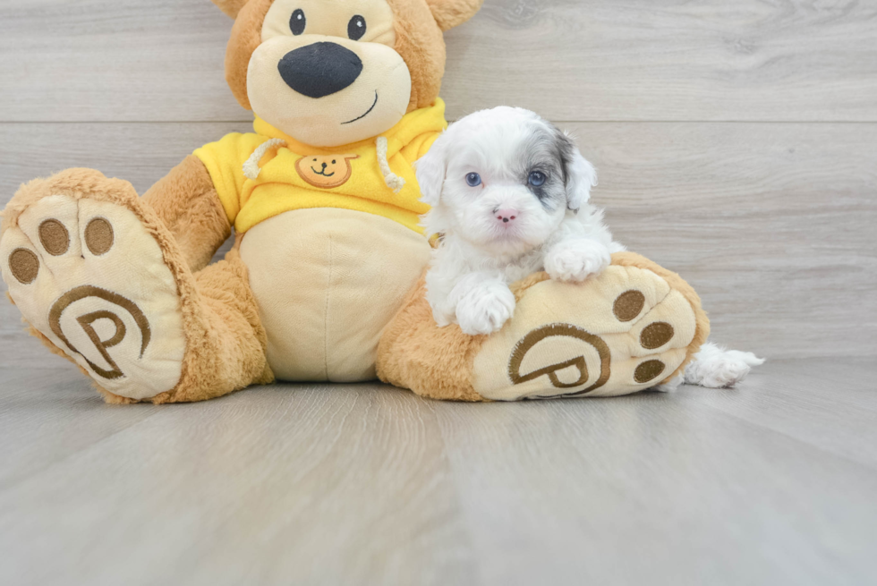 Shih Poo Puppy for Adoption