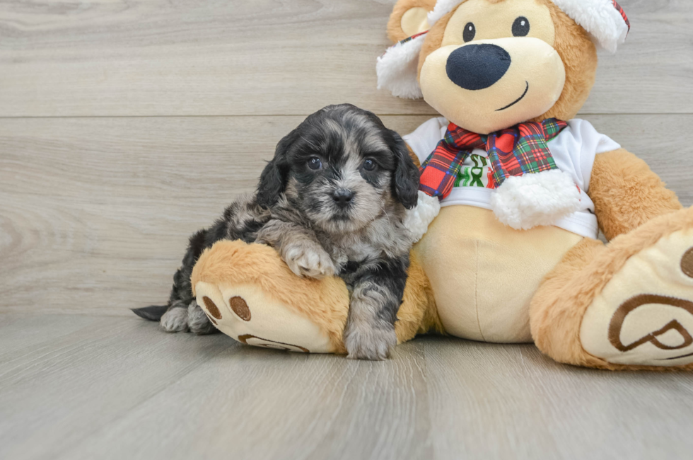 5 week old Shih Poo Puppy For Sale - Puppy Love PR