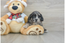 Shih Poo Puppy for Adoption