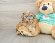 7 week old Shih Poo Puppy For Sale - Puppy Love PR