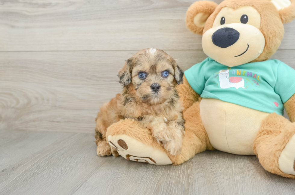 6 week old Shih Poo Puppy For Sale - Puppy Love PR