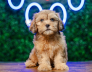 12 week old Shih Poo Puppy For Sale - Puppy Love PR