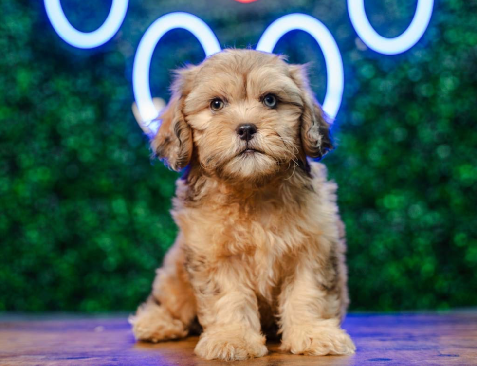 Best Shih Poo Baby