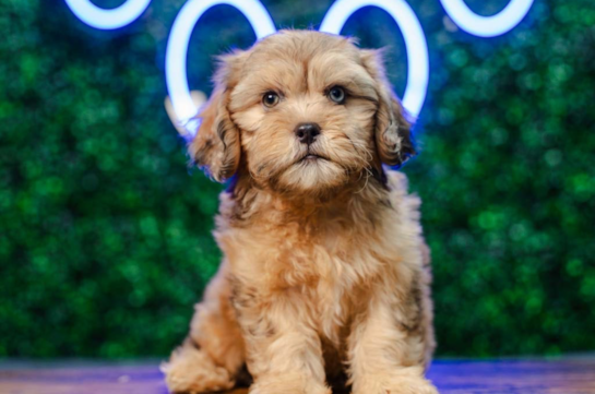 Cute Shih Poo Poodle Mix Pup