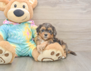 7 week old Shih Poo Puppy For Sale - Puppy Love PR