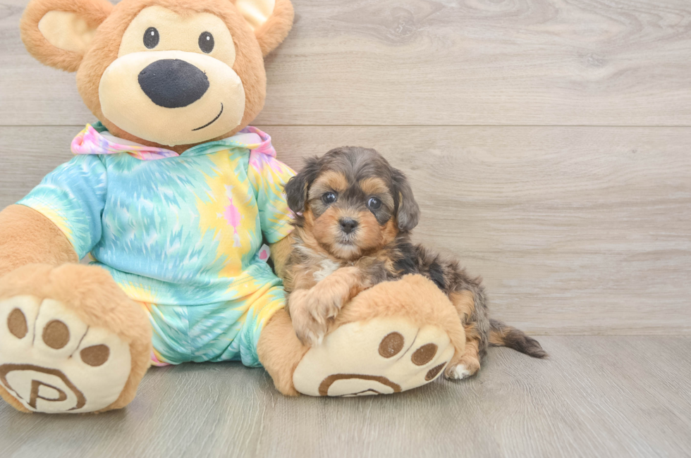 5 week old Shih Poo Puppy For Sale - Puppy Love PR