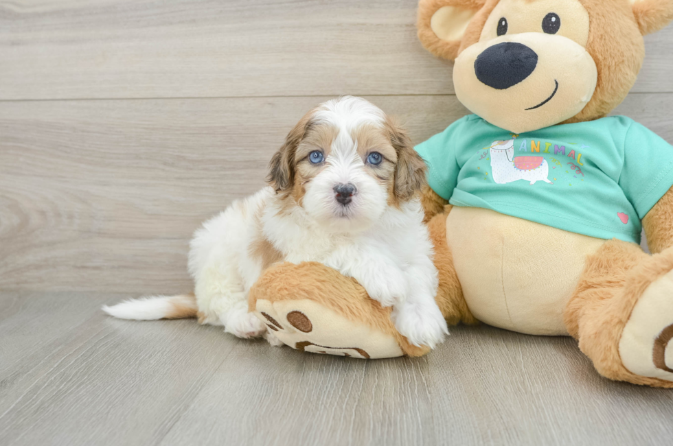 6 week old Shih Poo Puppy For Sale - Puppy Love PR