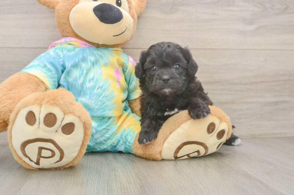 5 week old Shih Poo Puppy For Sale - Puppy Love PR