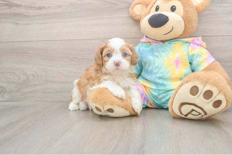 Funny Shih Poo Poodle Mix Pup