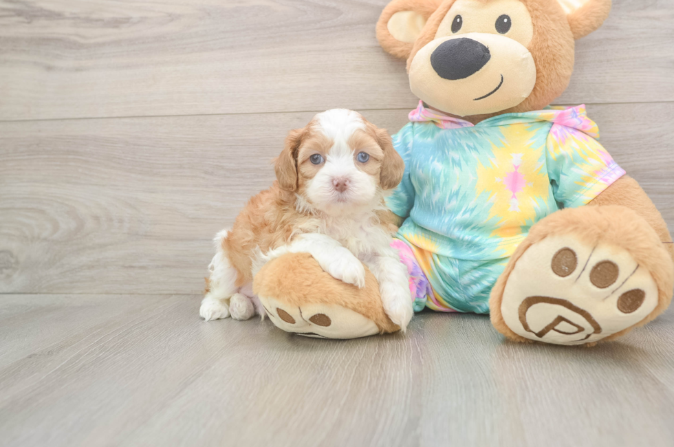 5 week old Shih Poo Puppy For Sale - Puppy Love PR