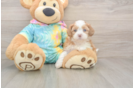 Shih Poo Puppy for Adoption