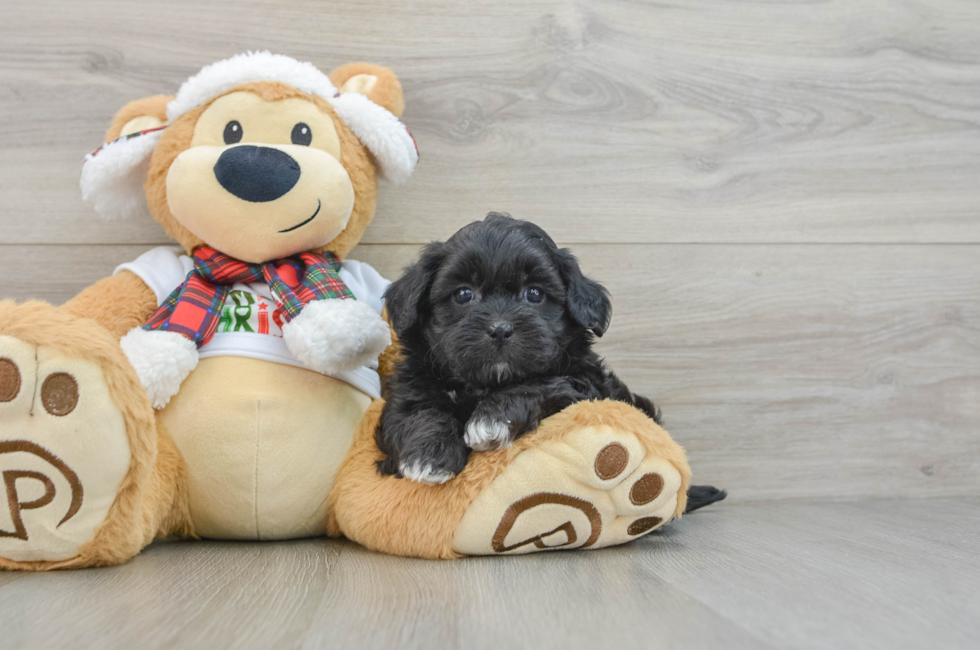 5 week old Shih Poo Puppy For Sale - Puppy Love PR