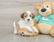 7 week old Shih Poo Puppy For Sale - Puppy Love PR