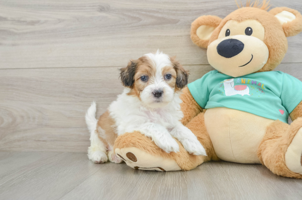 6 week old Shih Poo Puppy For Sale - Puppy Love PR