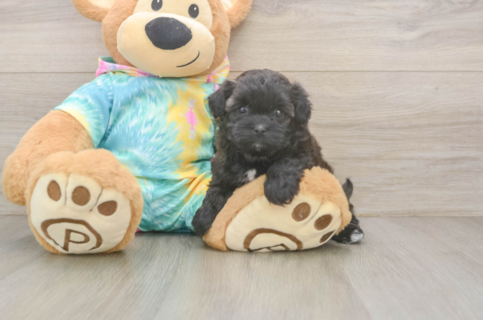 5 week old Shih Poo Puppy For Sale - Puppy Love PR