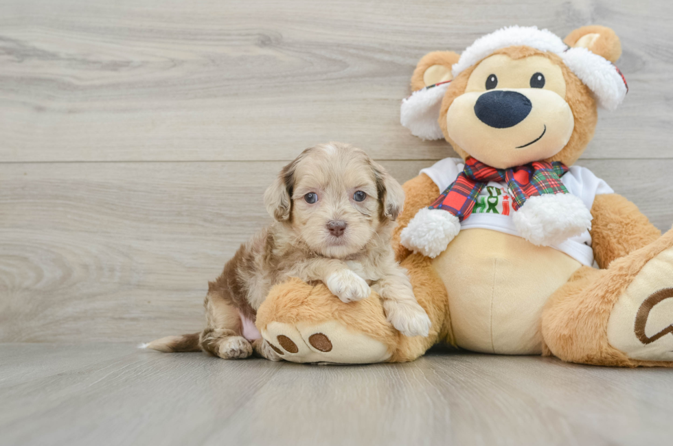 5 week old Shih Poo Puppy For Sale - Puppy Love PR