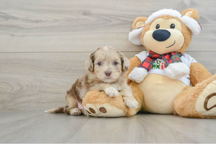 Meet Nymeria - our Shih Poo Puppy Photo 1/3 - Puppy Love PR Fluffy Shih Poo Poodle Mix Pup