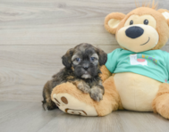 8 week old Shih Poo Puppy For Sale - Puppy Love PR