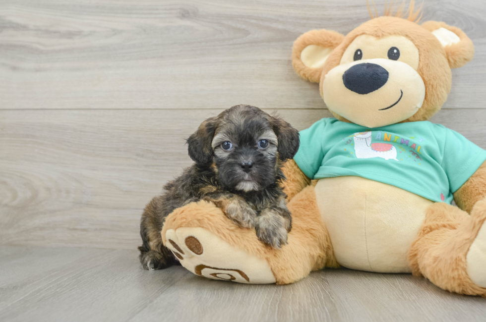 6 week old Shih Poo Puppy For Sale - Puppy Love PR