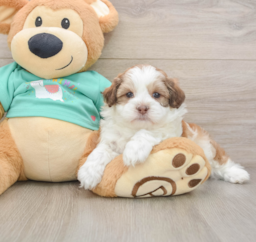 8 week old Shih Poo Puppy For Sale - Puppy Love PR