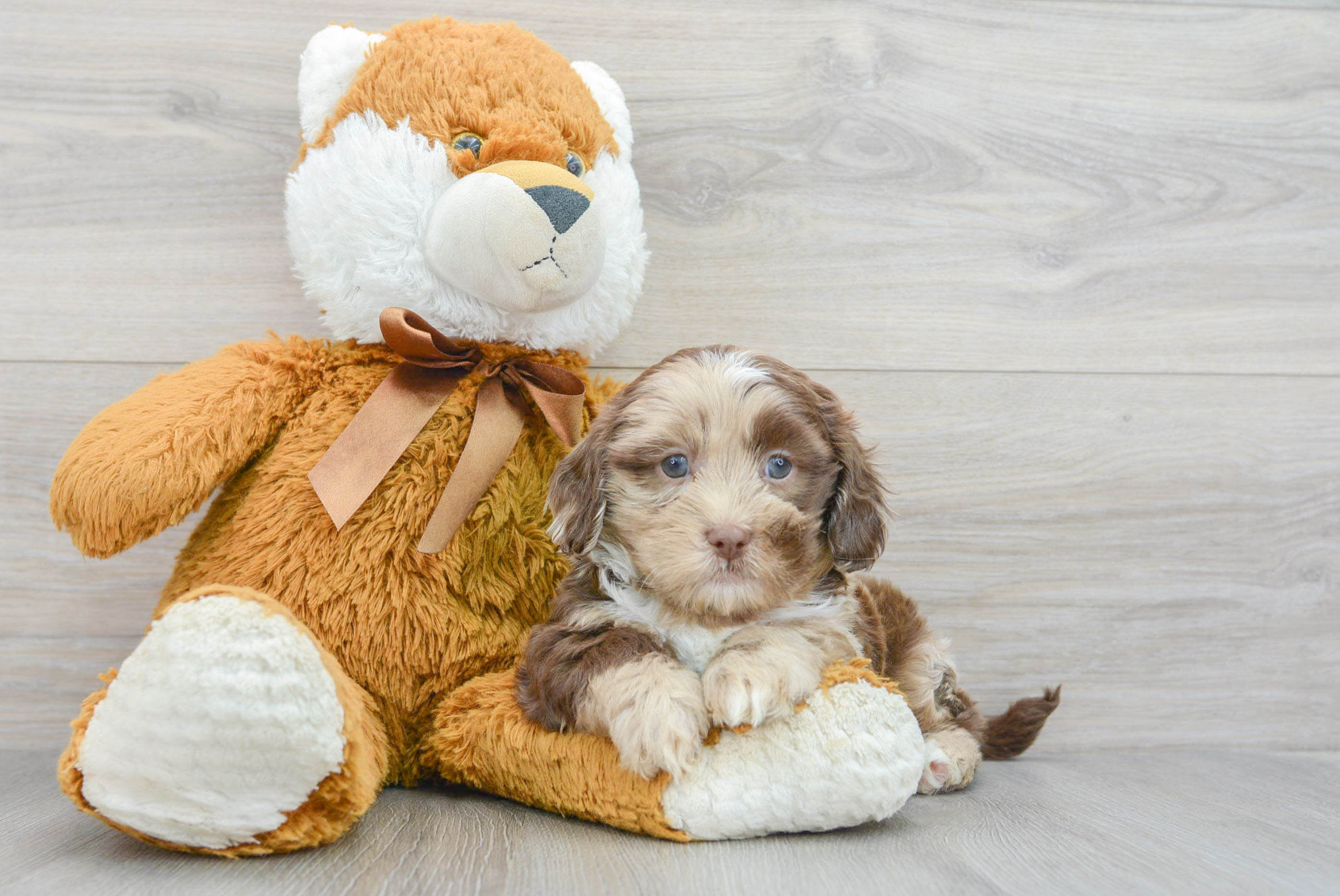 Shih Poo Puppy for Adoption