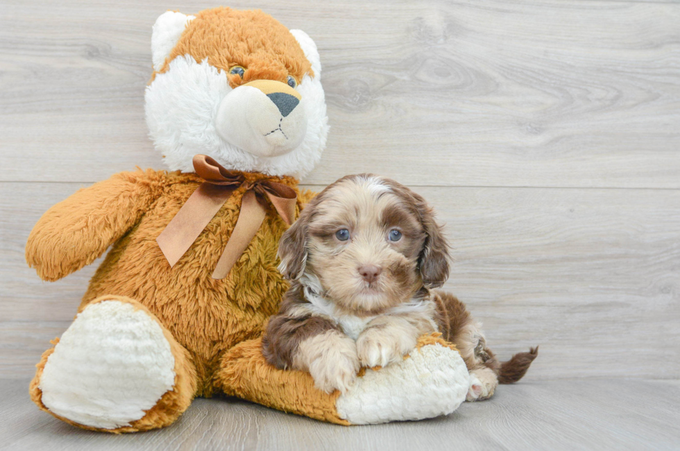 7 week old Shih Poo Puppy For Sale - Puppy Love PR