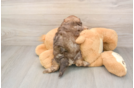 Shih Poo Pup Being Cute