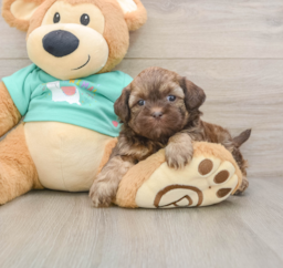 8 week old Shih Poo Puppy For Sale - Puppy Love PR