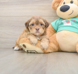 8 week old Shih Poo Puppy For Sale - Puppy Love PR