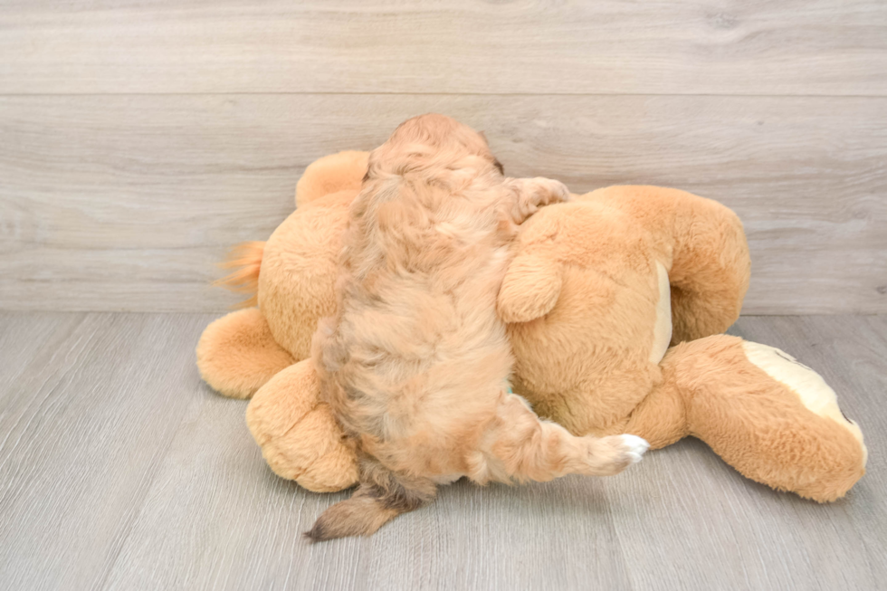 Energetic Shih Poo Poodle Mix Puppy