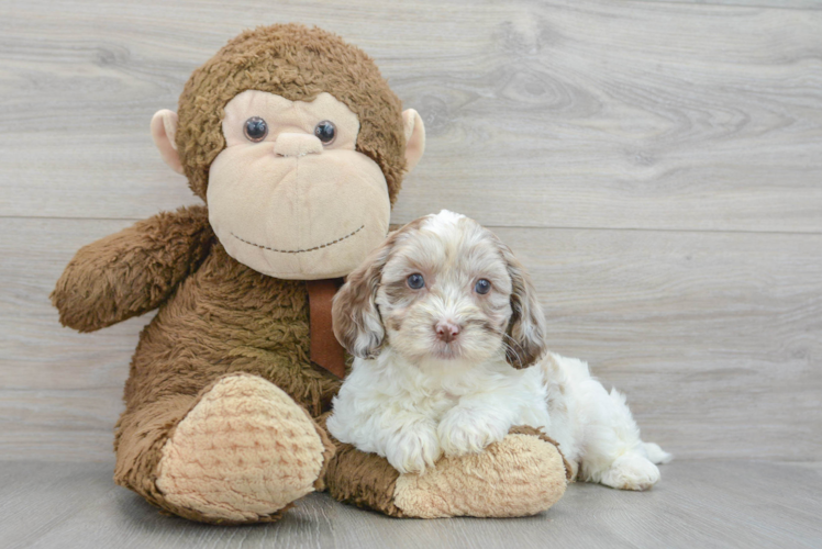 Meet Ophelia - our Shih Poo Puppy Photo 1/3 - Puppy Love PR Best Shih Poo Baby