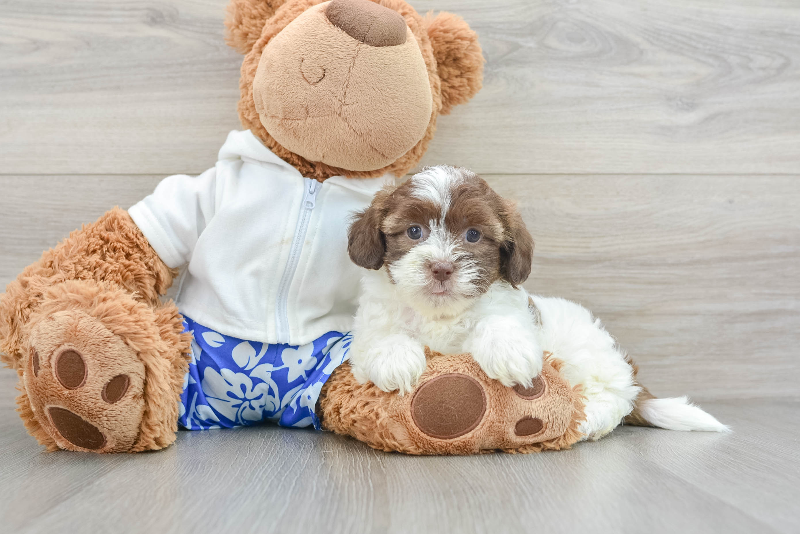 Smart Shih Poo Poodle Mix Pup