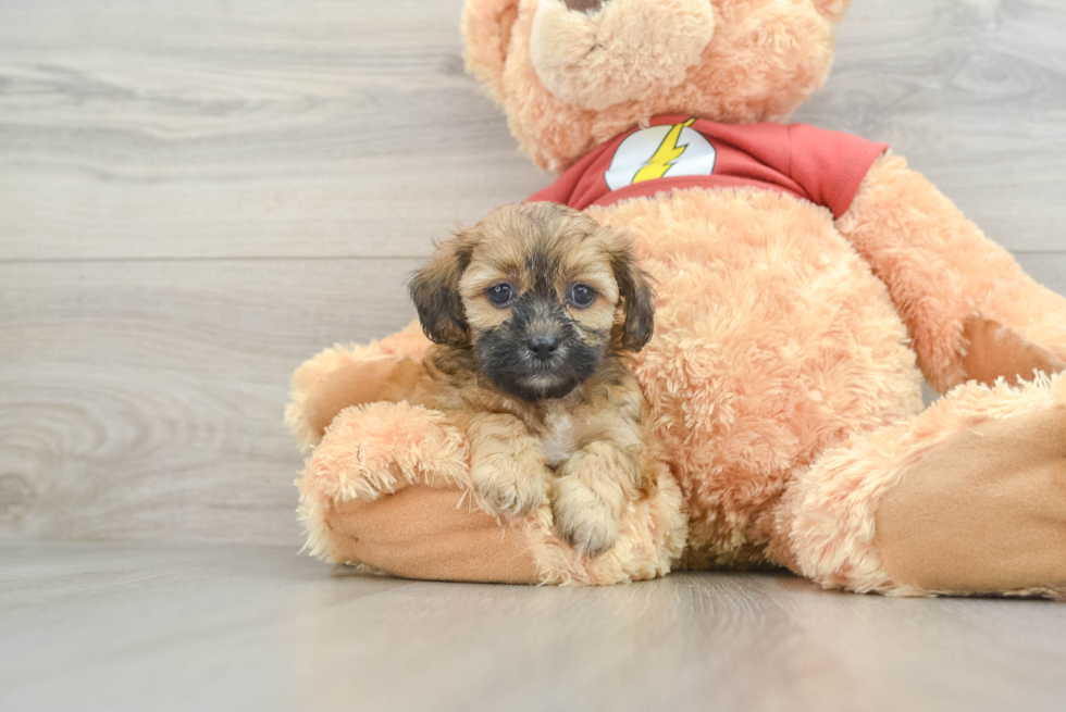 Shih Poo Puppy for Adoption