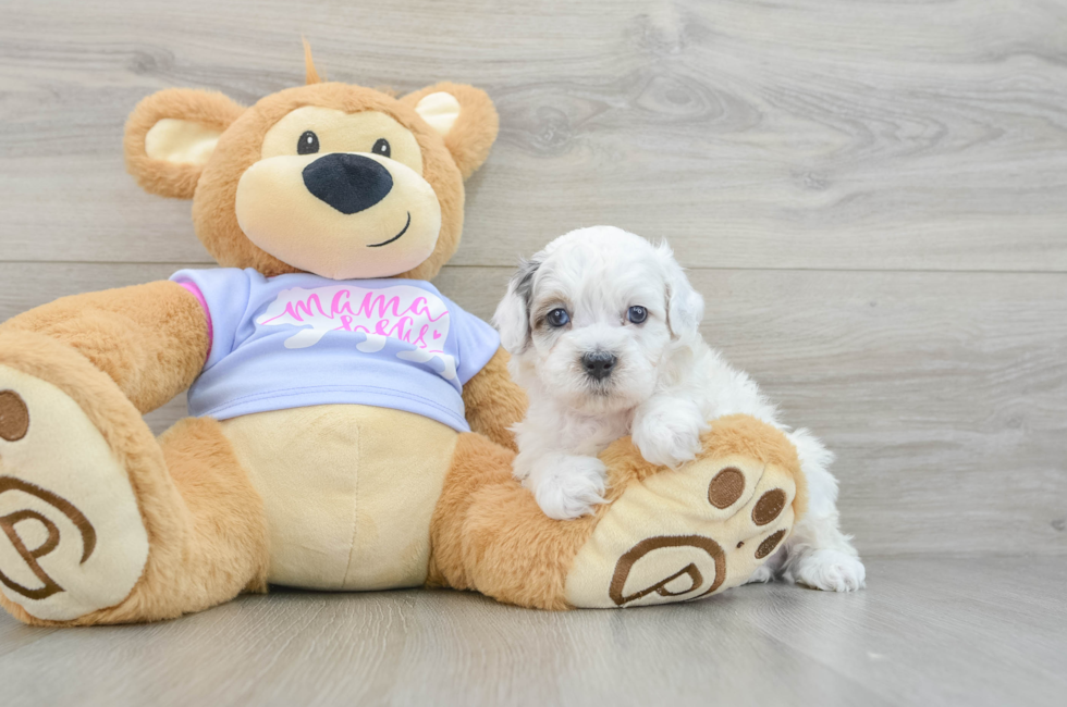 6 week old Shih Poo Puppy For Sale - Puppy Love PR