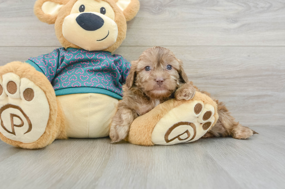 7 week old Shih Poo Puppy For Sale - Puppy Love PR