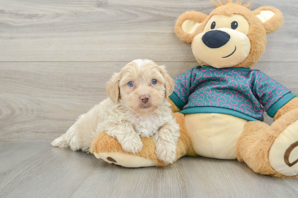 7 week old Shih Poo Puppy For Sale - Puppy Love PR