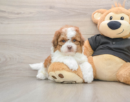 5 week old Shih Poo Puppy For Sale - Puppy Love PR