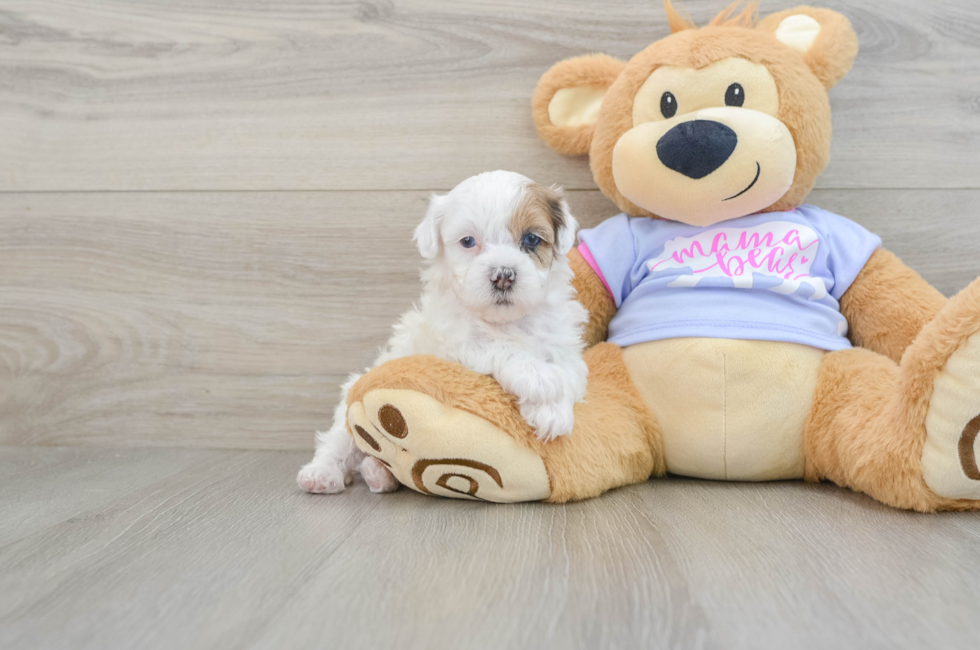 6 week old Shih Poo Puppy For Sale - Puppy Love PR