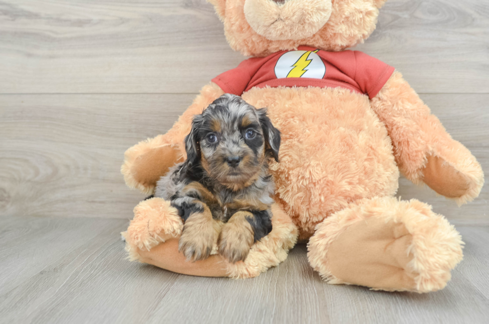 9 week old Shih Poo Puppy For Sale - Puppy Love PR