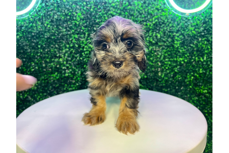 Cute Shih Poo Baby