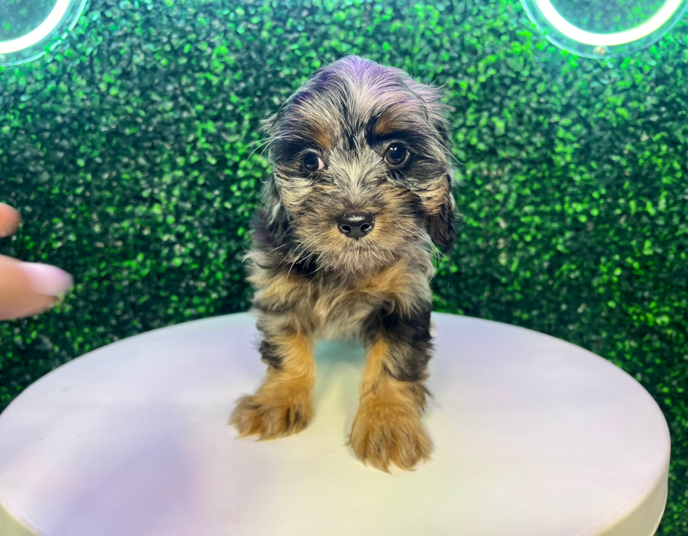 Cute Shih Poo Baby