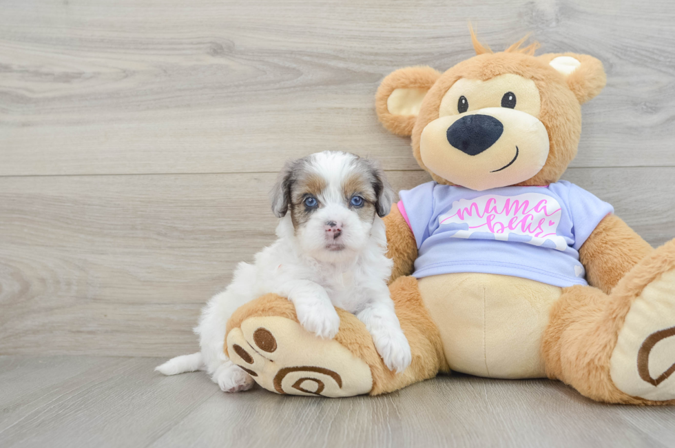 6 week old Shih Poo Puppy For Sale - Puppy Love PR