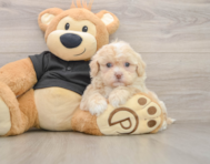 5 week old Shih Poo Puppy For Sale - Puppy Love PR