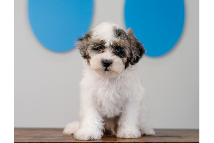 Shih Poo Pup Being Cute